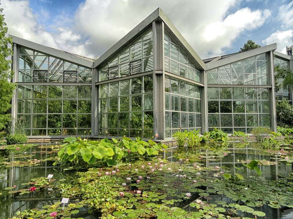 vijverplanten-Reinigen-de-waterkwaliteit-van-zwemvijver-natuurlijke-vijverfilteren