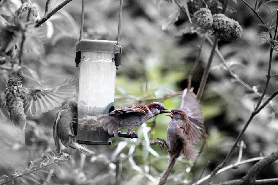 vogels-eten-in-de-winter-welke-insecten