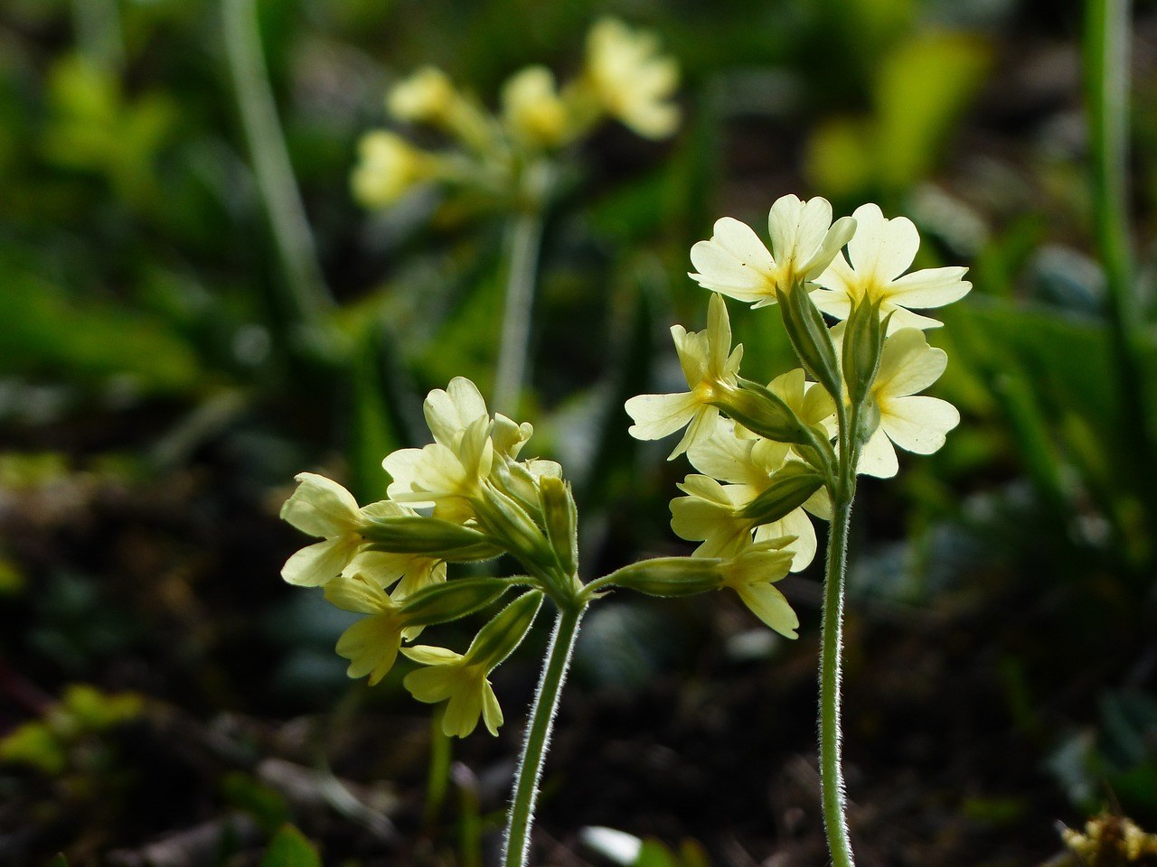 vroege-voorjaarsbloeier-wilde-tuinen-voedselbossen-bijen-insecten