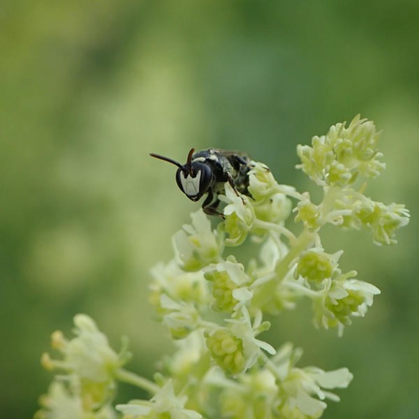 waardplant-voor-wilde-bijen-planten-in-de-tuin