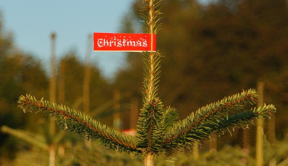 kerstbomen verkoop punten in nederland nordmann spar