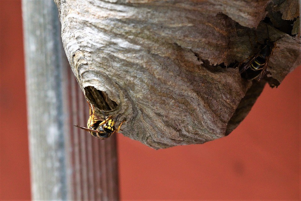 wespennest in de tuin is niet gevaarlijk