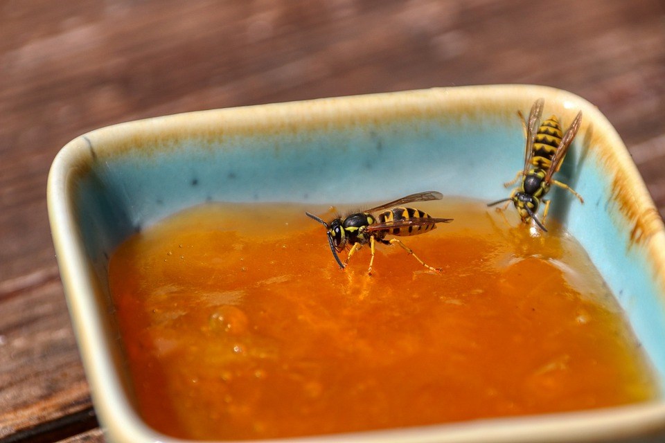 wespen in de tuin helpen met een bakje zoetigheid en ze blijven op afstand