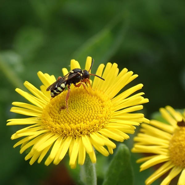 wilde-bijen-in-belgie-en-nederland-waardplanten-planten