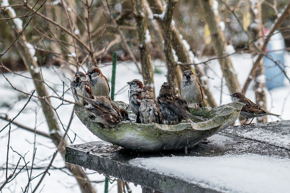 wintervoer-in-de-tuin-mus-pinpelmees-specht