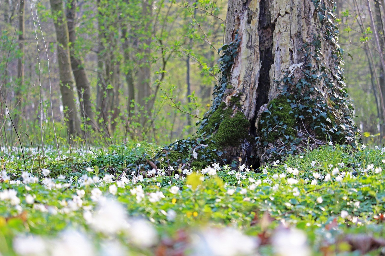 wood-anemone-voorjaarsbloeiende-wilde-planten-voor-bostuinen-onder-bomen