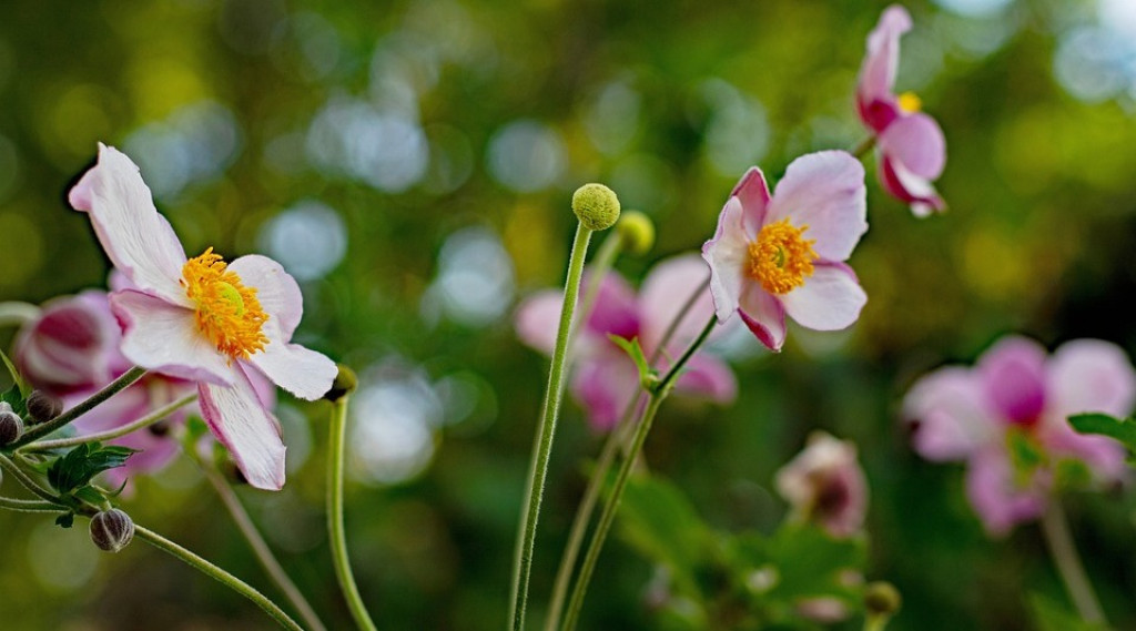 Afbeelding bij Japanse anemoon Anemone hup. &#039;September Charm&#039;