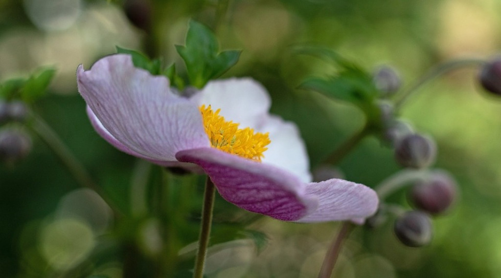 Afbeelding bij Japanse anemoon Anemone hup. 'September Charm'