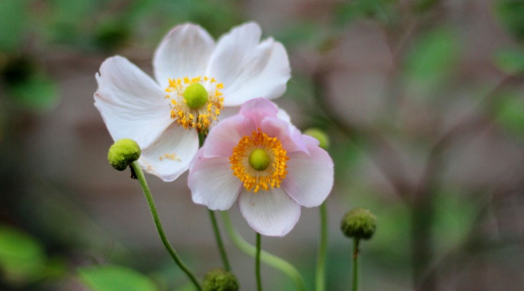 Afbeelding bij Japanse anemoon Anemone hup. 'September Charm'
