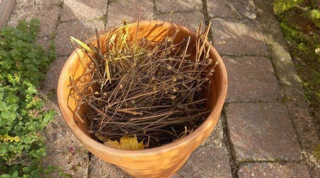 Afbeelding bij Winterverblijf lieveheersbeestje