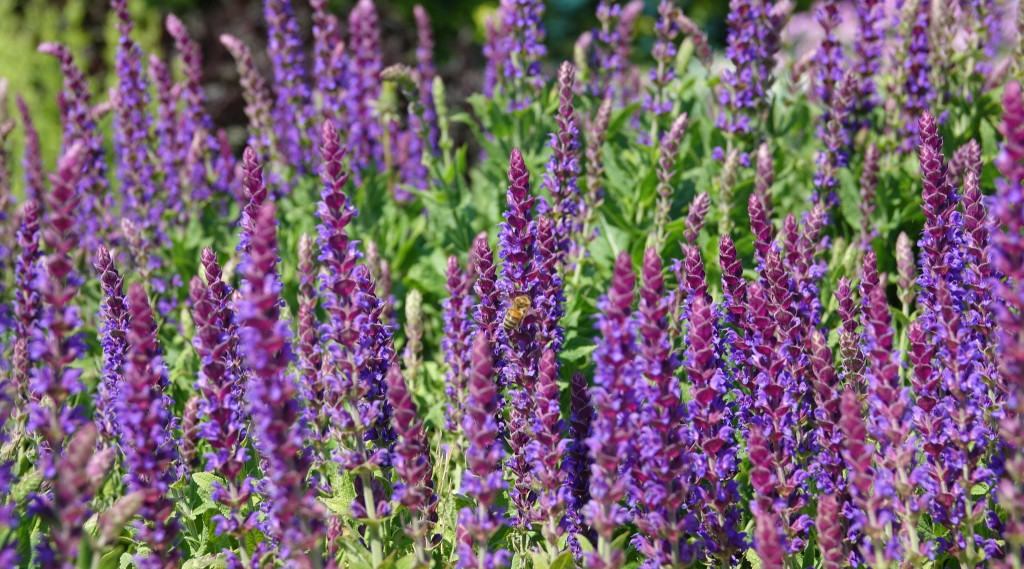 Afbeelding bij Bossalie (Salvia nemorosa)