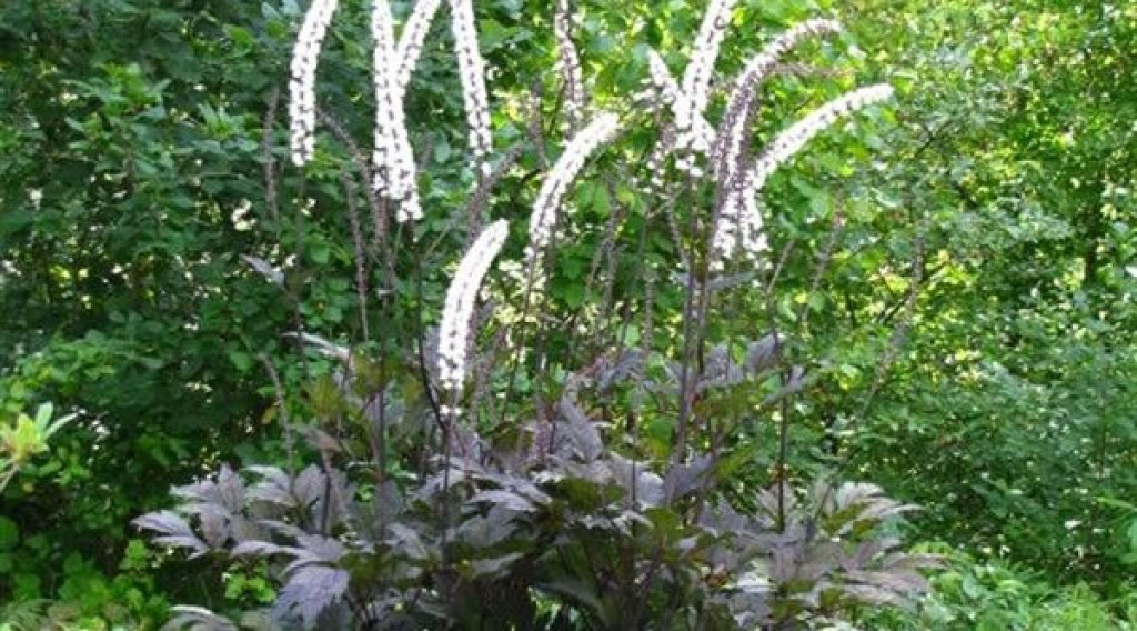 Afbeelding bij Zilverkaars simplex. &#039;Chocoholic&#039;