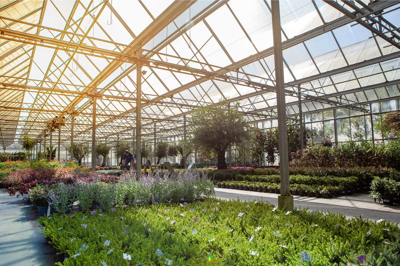 Groot tuincentrum in friesland 46000m2 planten bomen haagplanten hortensia heesters. eigen biologische planten kwekerij