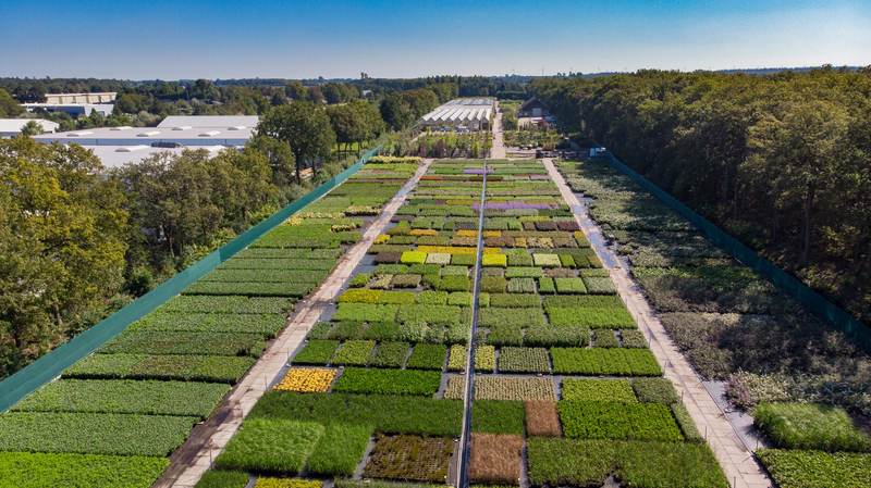 Groot Tuincentrum Planten Bomen Hoveniers kwekerij Noord nederland  Regio Friesland