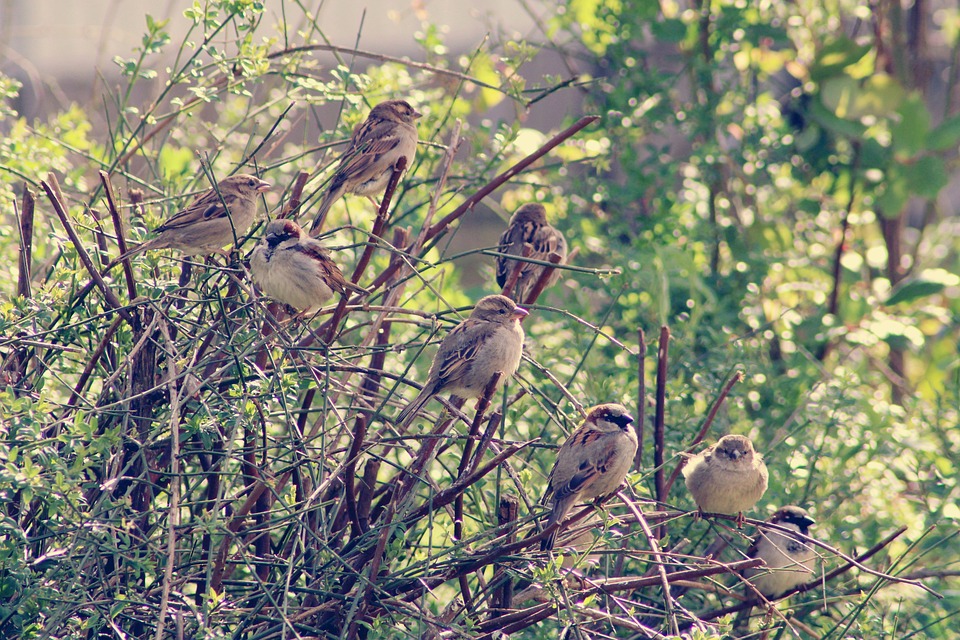 Haagplanten-nestplaatsen-vogels-egels-natuurlijke-schuilplaatsen-dieren-laurier-beuk-taxus-Rhododendron-heggen-hagen-