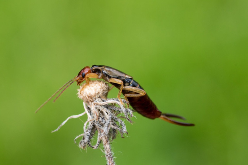 oorwormen,potjes,hotel,insectenhotel,wat,kan,ik,gebruiken,voor,materiaal,hooi,stro,siergras,snoeisel,tuinafval