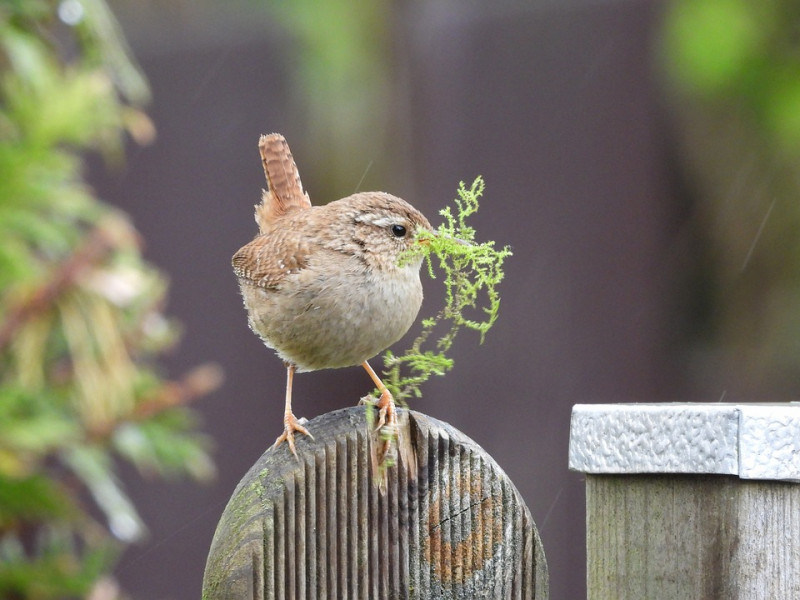 vogels, zoeken, nestmateriaal, neerleggen, afgestorven, snoeisel, siergrassen, nestmateriaal, vogels, insecten, vlinders