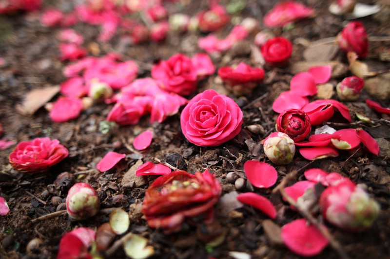 Bloemen-van-de-camelia-vallen-af-voordat-ze-bloeien-oplossing