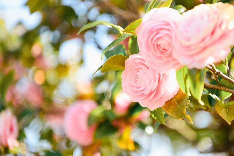 camellia-bloemen-die-bloeien-in-voorjaar-bladhoudende-struiken