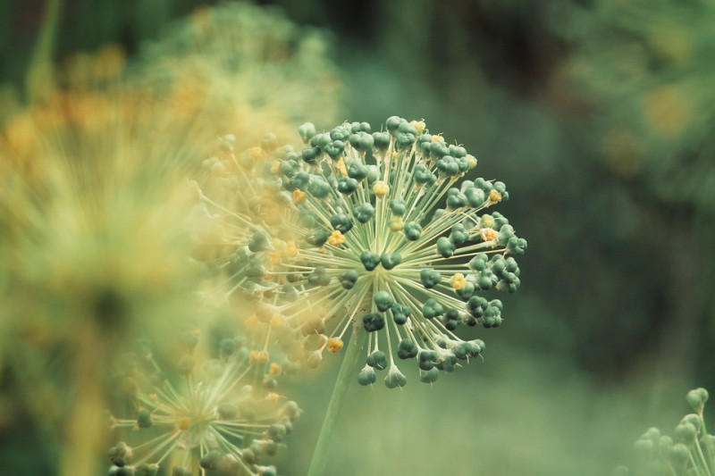 giant-onion-Gigantische-Ui-Bloem-Knoppen-Giant-Allium