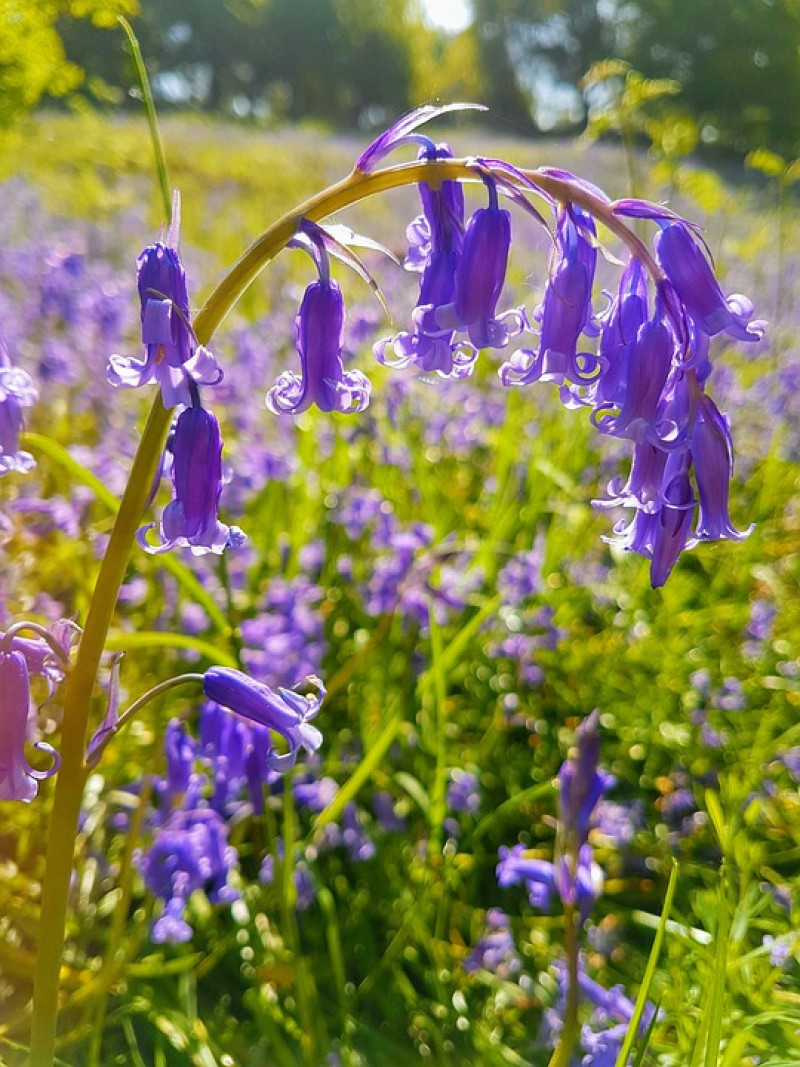 bluebells-boshyacint-vermederen-door-zaad-zaaien-verzorging-zaaitip