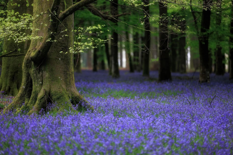 boshyacinten-Bleubells-tuinontwerp-beplanting-bloeitijd-maart-april-stinzenplanten