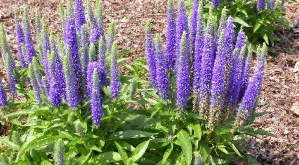 Afbeelding bij Aarereprijs - Veronica spicata