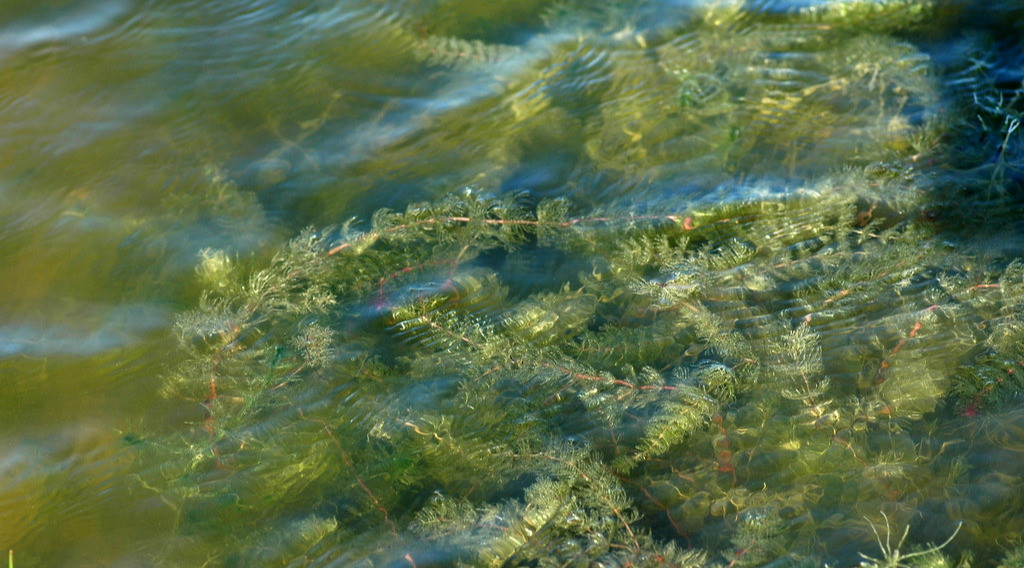 Afbeelding bij Aarvederkruid - Myriophyllum brasiliensis