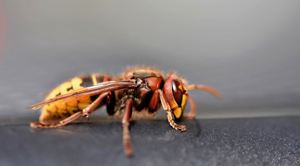 Afbeelding bij Verschillen Europese en Aziatische hoornaar