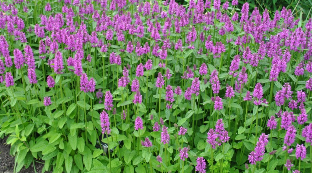 Afbeelding bij Andoorn - Stachys monnieri 'Hummelo'