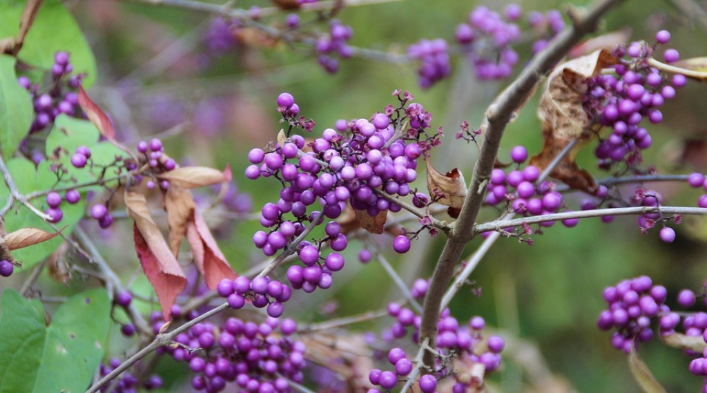 Afbeelding bij Schoonvrucht - Callicarpa bodinieri