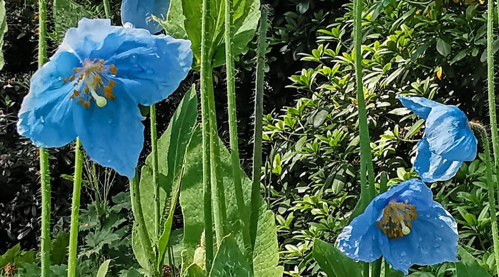 Afbeelding bij Blauwe klaproos - Meconopsis betonicifolia