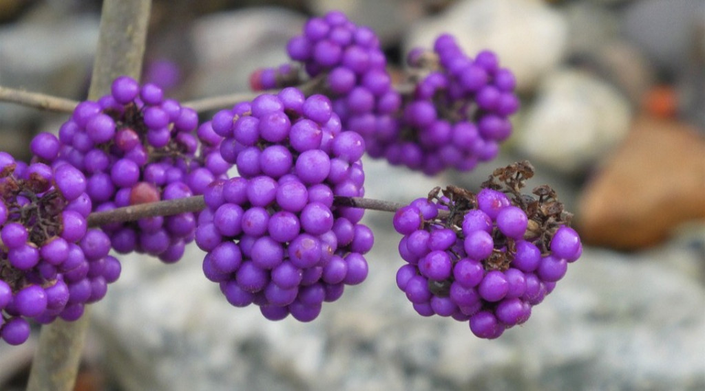 Afbeelding bij Schoonvrucht - Callicarpa bodinieri