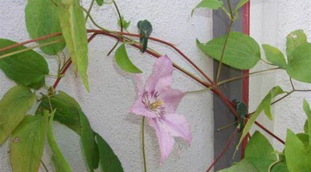 Afbeelding bij Clematisklemmen om clematis klimplanten te helpen klimmen
