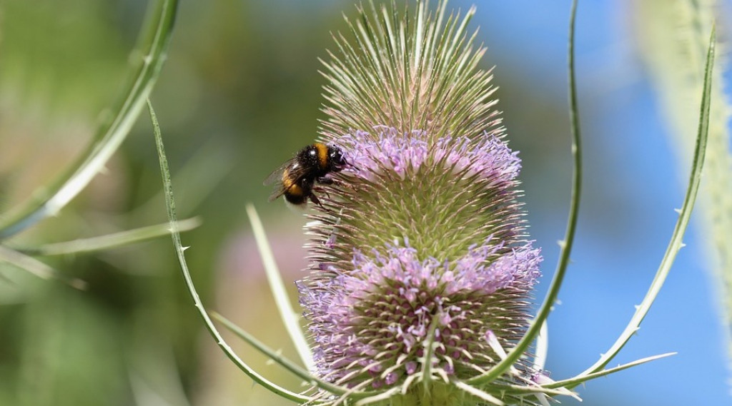 Afbeelding bij Grote Kaardebol - Dipsacus fullonum
