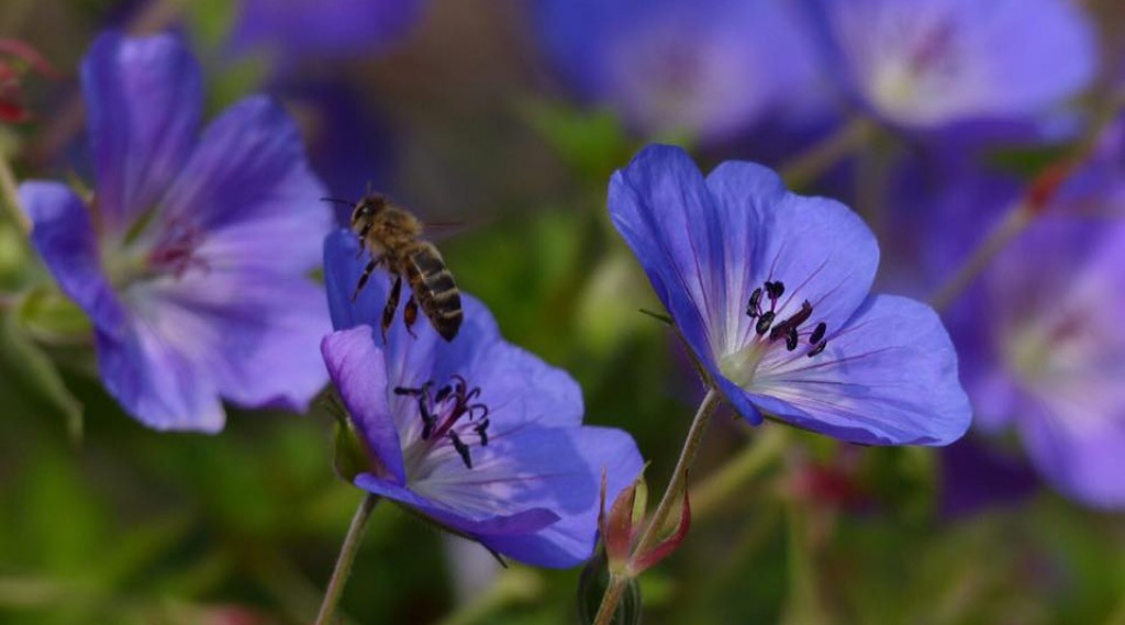 Afbeelding bij Geranium Rozanne is een zeer langbloeiende vaste plant ( Mei tot November)