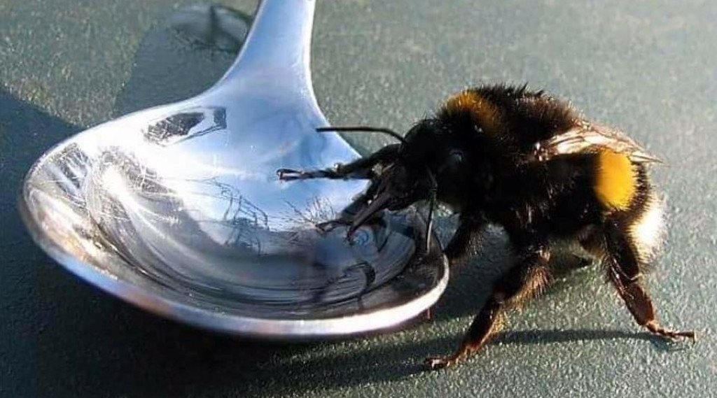 Afbeelding bij Grote hommels zitten verzwakt op de grond in het vroege voorjaar