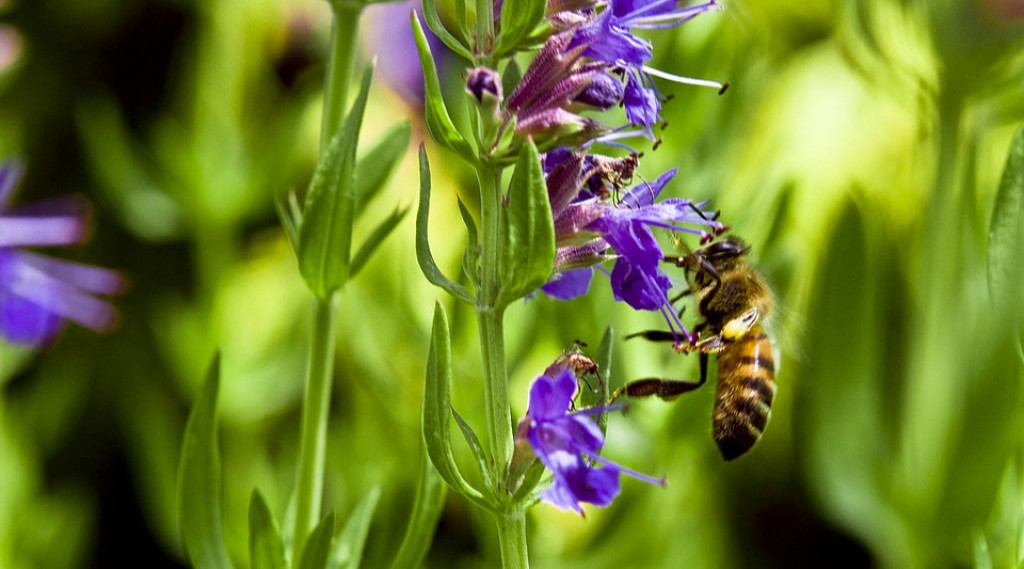Afbeelding bij Hysop - Hyssopus officinalis