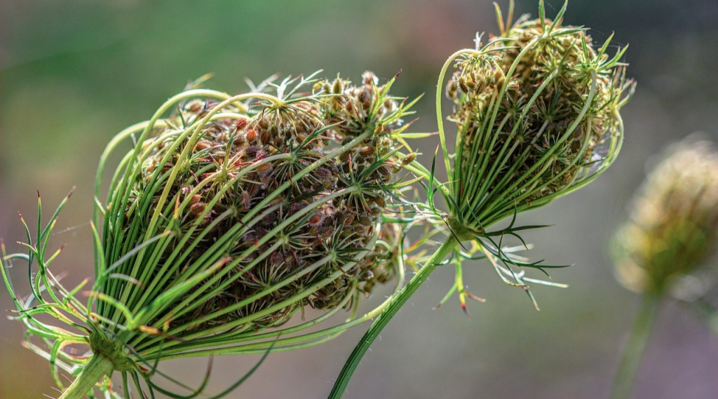 Afbeelding bij Inheemse vaste planten voor de tuin