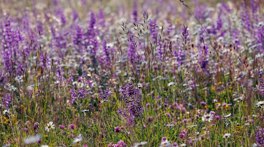 Afbeelding bij Inheemse vaste planten voor de tuin