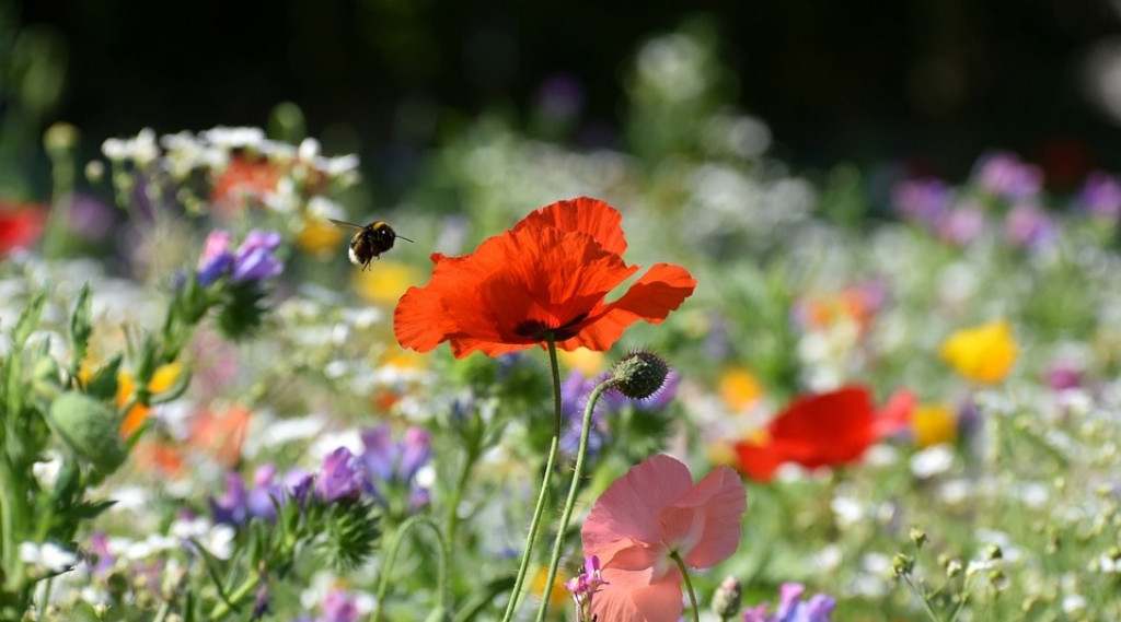 Afbeelding bij Inheemse vaste planten voor de tuin