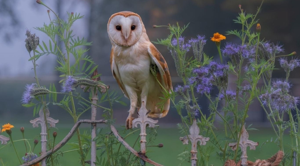 Afbeelding bij De kerkuil: Een mysterieus wezen en zijn rol in het ecosysteem