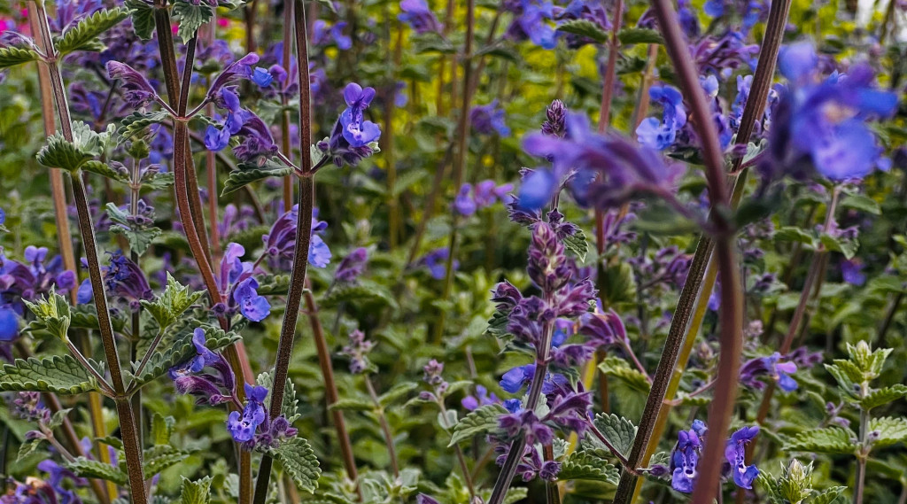 Afbeelding bij ⭐️Creëer een levendige tuin met Nepeta faassenii &#039;Walker&#039;s Low