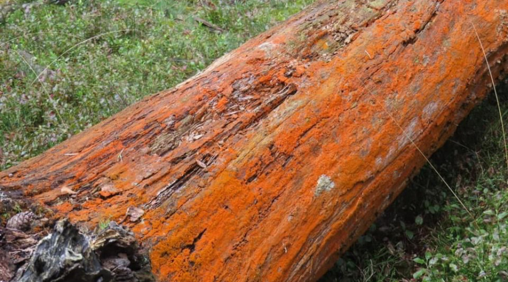 Afbeelding bij Oranje boomalgen