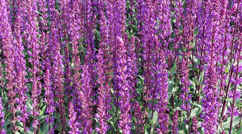 Afbeelding bij Bossalie - Salvia nemorosa