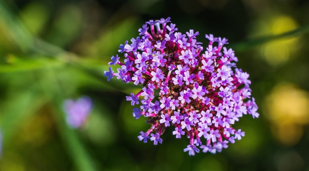 Afbeelding bij IJzerhard - Verbena bonariensis