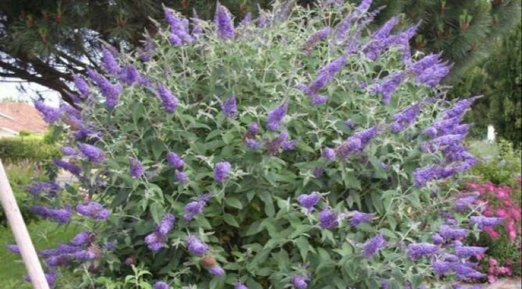Afbeelding bij Vlinderstruik - Buddleja 'Lochinch'
