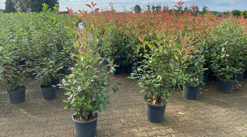 Afbeelding bij Planten of verplanten in het najaar