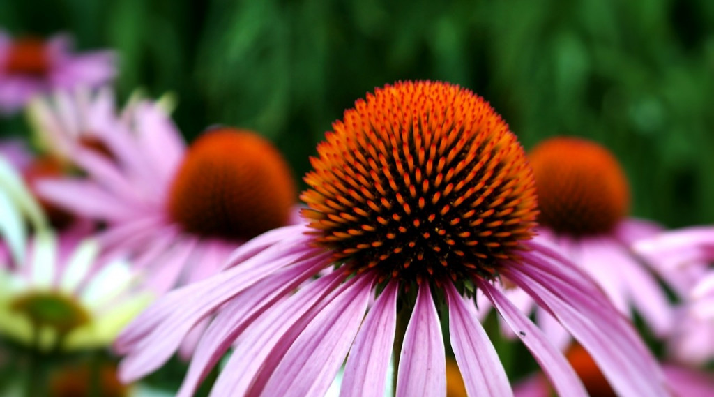 Afbeelding bij Zonnehoed soorten zijn allen insect vriendelijk
