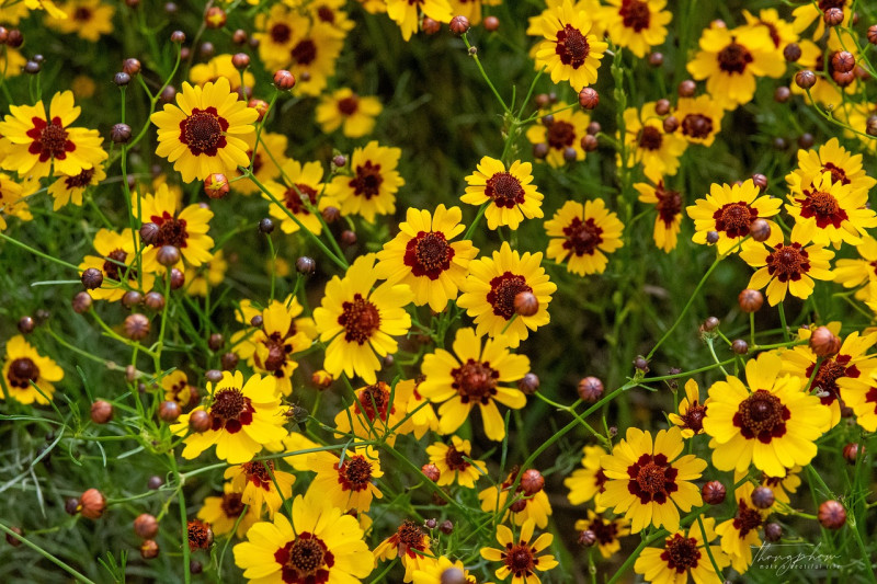 Coreopsis - online zaden leverancier webshop